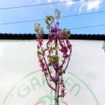 Judášovec strukový  (Cercis Siliquastrum) výška- 300-340 cm, obvod kmeňa 8/10 cm, kont C45L (-18°C) - NA KMIENKU